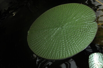 Heating through the Winter Survival is cloudy