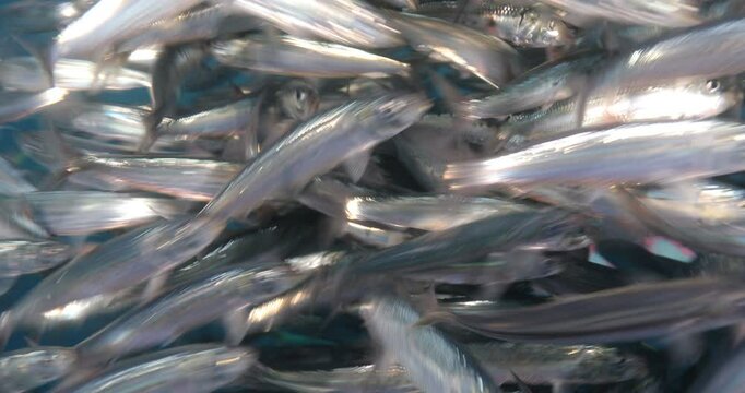 Underwater Safaris in the Mexican Pacific: Mahi-Mahi, Marlins, Sardines & Sea Lions