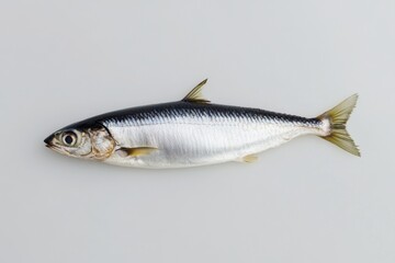 Fototapeta premium Single fresh shiny silver fish lies on a pale surface