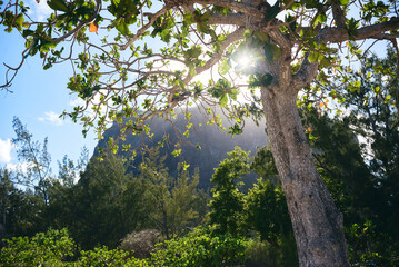 Le Morne Brabant mountain view from the beach at sunrise, with a beautiful tree in the foreground, Mauritius