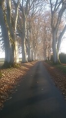 Obraz premium Autumnal tree-lined road, rural scene, sunlight path
