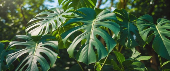 Vibrant Monstera Leaves Bathed in Sunlight Showcasing Lush Green Foliage in a Tropical Environment