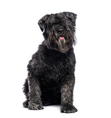 Bouvier des flandres dog sitting and panting on white background