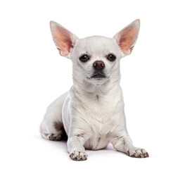 Obraz premium White chihuahua lying down on white background