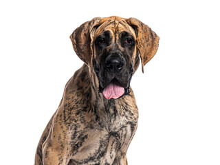 Great dane panting and showing its tongue on white background
