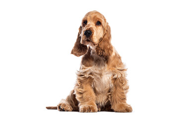 English cocker spaniel puppy sitting and looking up on white background