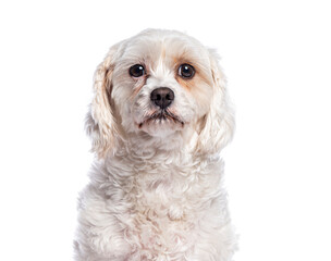 Adorable white cavachon dog looking at camera on white background