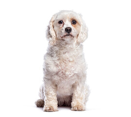 Adorable white cavachon dog sitting and looking forward on white background