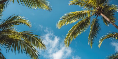 Tropical Palm Leaves Against Clear Blue Sky with Space for Text Ideal for Summery Backgrounds and Relaxation Themes