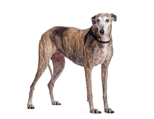 Spanish greyhound, galgo espanol, standing and wearing a harness