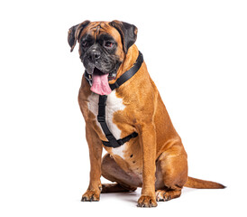 Boxer dog sitting and panting with harness on white background