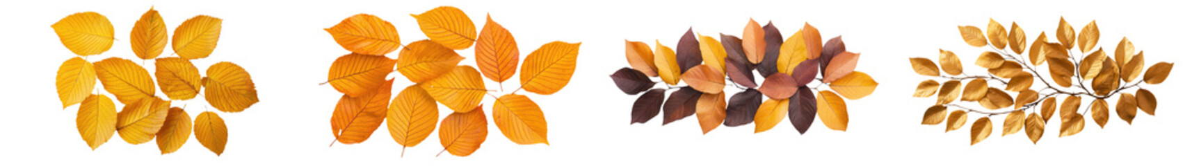 Fototapeta premium Vibrant autumnal leaves in a variety of colors and shapes against a natural scenic background Showcasing the beauty and splendor of the fall season