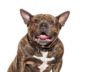 American bully dog panting and smiling on white background