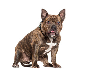 American bully dog sitting and panting on white background