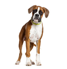 Obraz premium Boxer dog standing and wearing a green collar