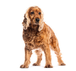 English cocker spaniel standing on white background