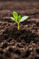 Fototapeta premium plant in soil