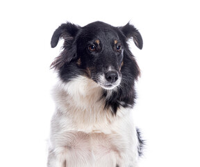 Fototapeta premium Crossbreed dog sitting and looking away on white background