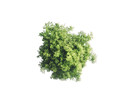 Overhead view of a lush green tree with a full canopy against a transparent background, PNG