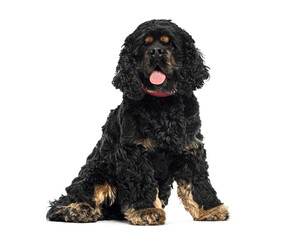 American cocker spaniel sitting and panting with red collar