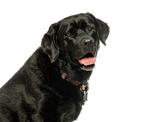 Black labrador retriever panting on white background