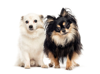 Two adorable dogs posing together on white background