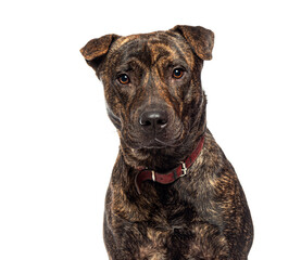 Portrait of adorable brindle mixed breed dog wearing collar on white background