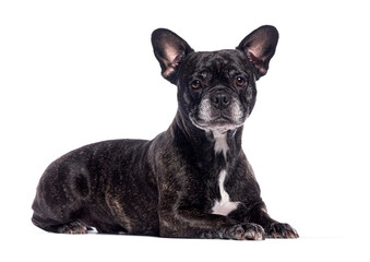 French bulldog lying down on white background