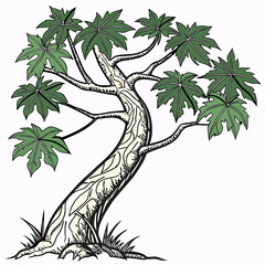 gnarled chaya stem