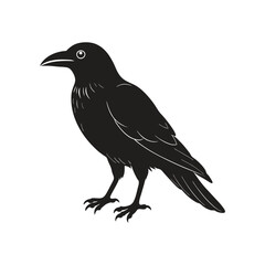 a vector silhouette of crow.