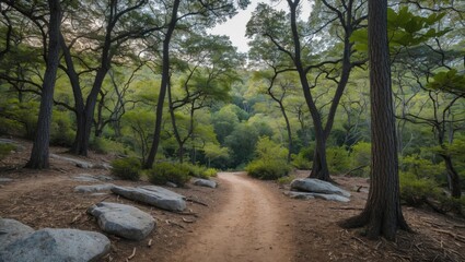 Naklejka premium Serene Nature Trail Surrounded by Lush Green Tree Canopy and Rocky Terrain in a Peaceful Forest Setting