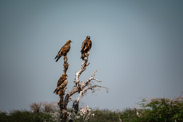 eagle on the sky