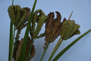 Obraz premium Eleusine coracana or finger millet. It is called Ragi and madua in India and Kodo in Nepal. It is an annual herbaceous plant. Its widely grown as a cereal crop in the in Africa and Asia.
