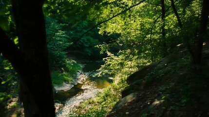 Fototapeta premium Tranquil Forest Creek, Sunlight Dappling Through Lush Trees, Serene Nature Photography