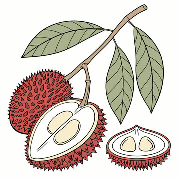 fibrous pulasan peel