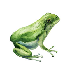 green tree frog watercolor illustration isolated on  background tropical rainforest amphibian art, wildlife animal