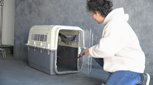 Video of a large dog doing crate training