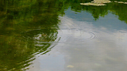 Water splash in the water. Circles on the water. Marshy surface of the water. View of concentric circles on the surface of the pond.