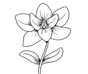 Hand Drawn Magnolia Flower Illustration