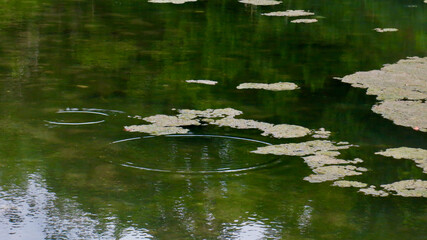Marshy surface of a pond. Aquatic plants float on the surface of the water. Swampy water surface. Waterlogged water surface.