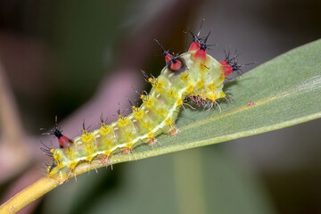 Fototapeta premium Helena Gum Moth (Opodiphthera helena) caterpillar on leaf