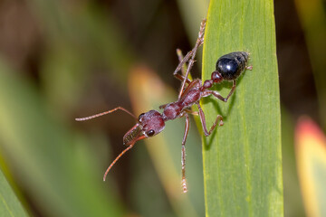 Australian Red Bull Ant (Myrmecia simillima) on leaf
