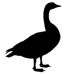 Silhouette of a duck in profile on a white background, with a long neck and beak, standing on two feet, symbolizing nature, tranquility, and wildlife.
