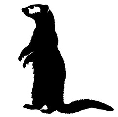 Silhouette of a ferret standing on its hind legs in profile, with a fluffy tail and characteristic head shape, capturing the playful nature of this small mammal.