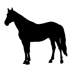 Silhouette of a horse standing on four legs with its head raised and tail hanging down, captured in profile on a white background, representing grace and power.