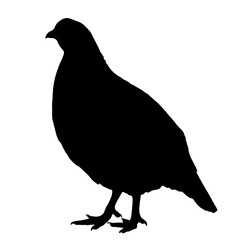 Silhouette of a pigeon standing on the ground, characterized by its round body, short tail, and small head with a short beak, representing the peaceful and humble nature of this common bird.