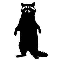 Silhouette of a raccoon standing on its hind legs, characterized by its striped tail and the distinctive “mask” on its face, representing the curious and adaptive nature of small woodland creatures.