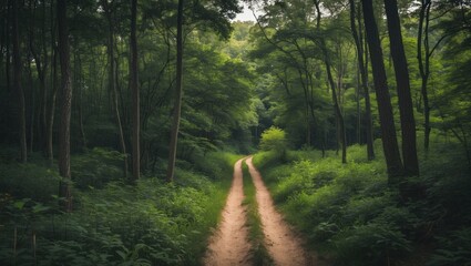 Obraz premium Serene Forest Trail Inviting Hikers Embracing Nature's Beauty and Peaceful Outdoor Adventure in Lush Green Environment