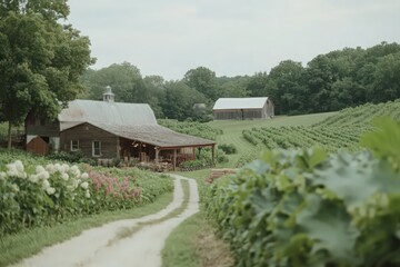 Fototapeta premium Rustic Wooden Cabin and Barn on a Hillside Vineyard