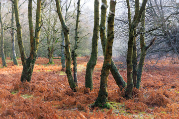 Beautiful natural tree formations, Hamsterley Forest, County Durham, England,UK.